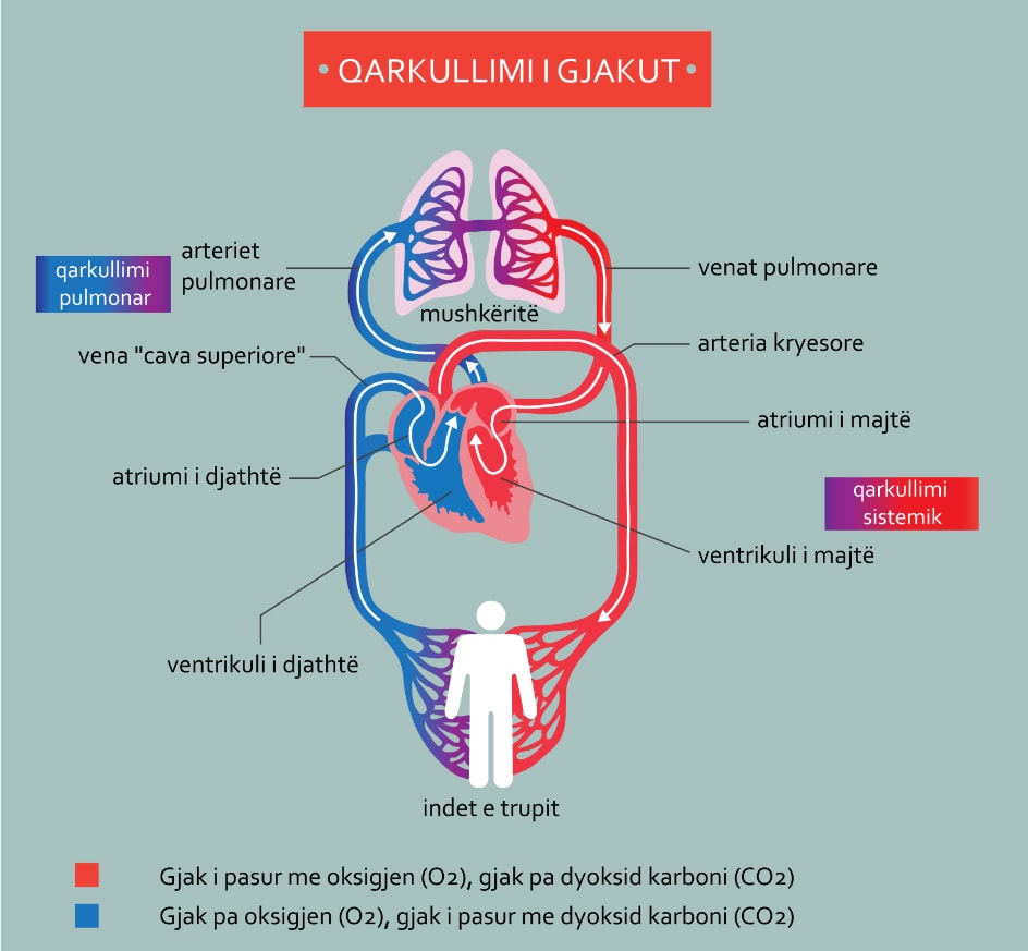 Zemra dhe sistemi i qarkullimit